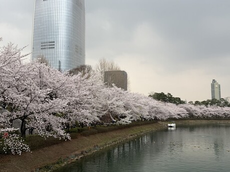 [포토짤뉴스] 완연한 봄날의 석촌호수